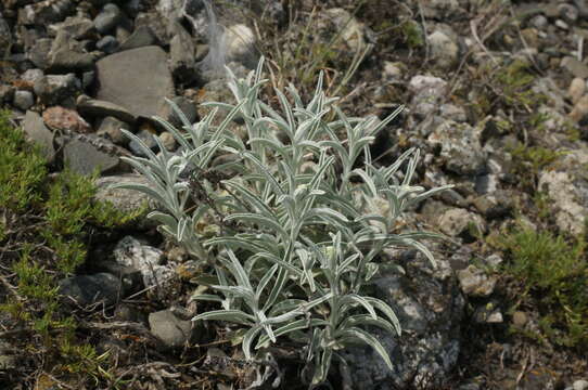 Image of spiked speedwell