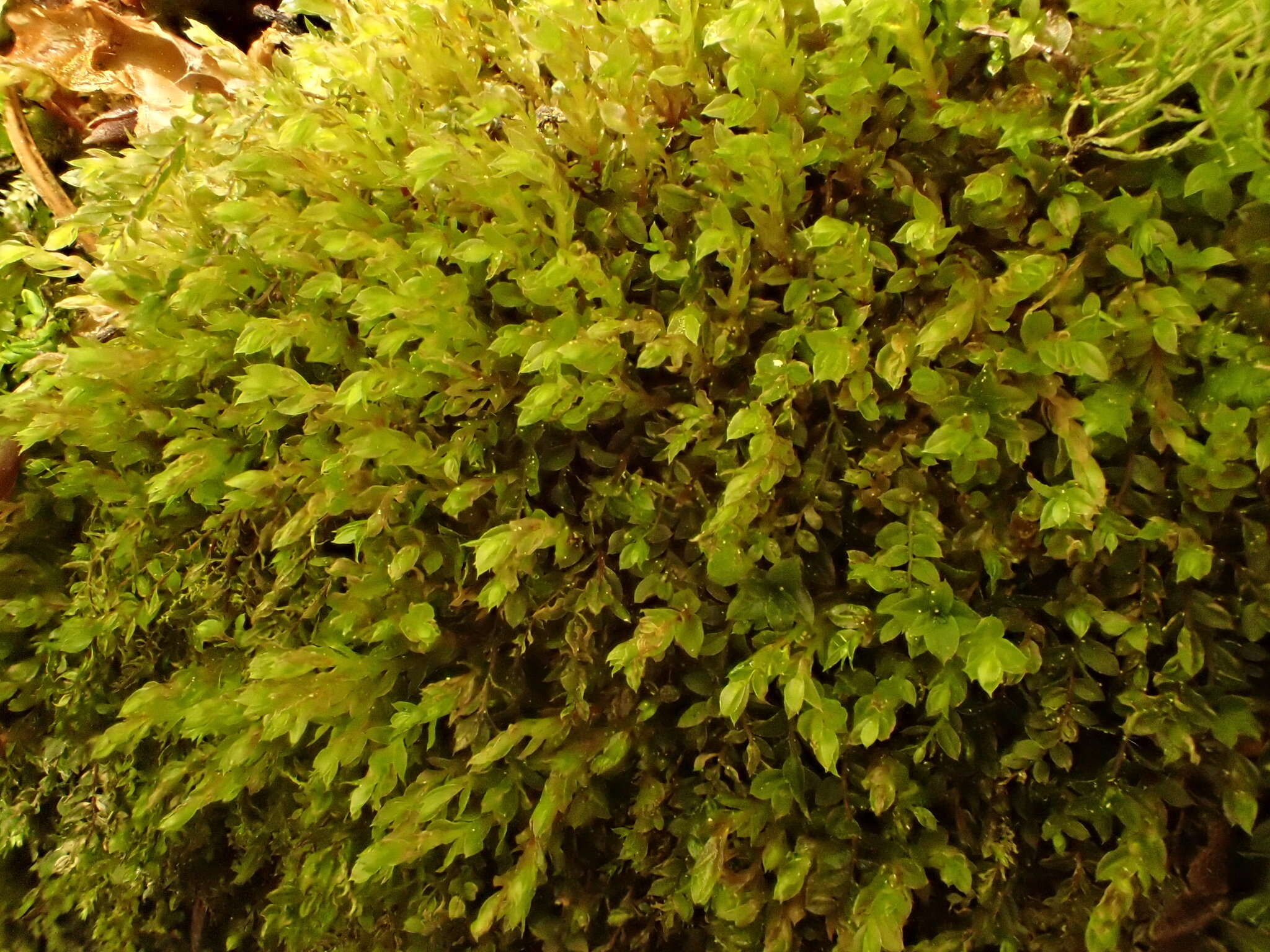 Image of stellar calcareous moss