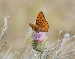 Слика од Speyeria coronis semiramis Edwards 1886