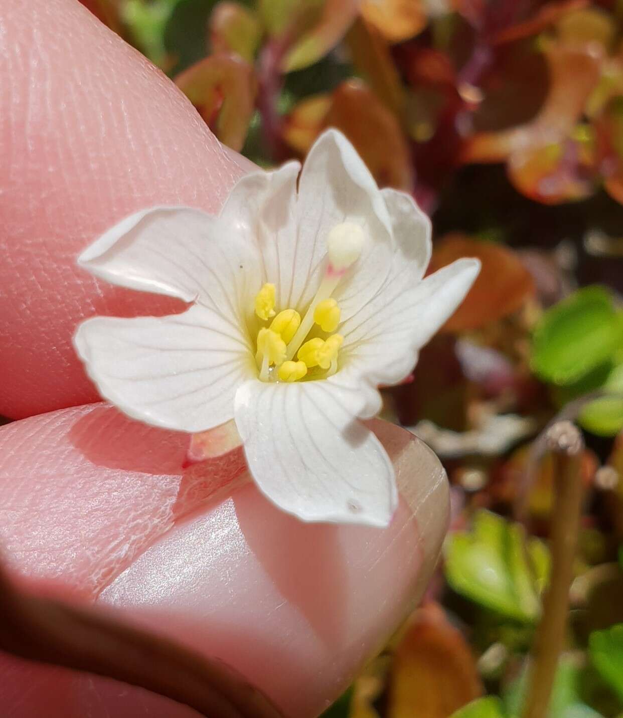 Image of Epilobium macropus Hook.