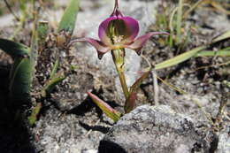 Image of Disperis capensis var. brevicaudata Rolfe