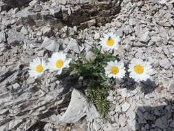 Слика од Leucanthemum halleri (Suter) Polatschek