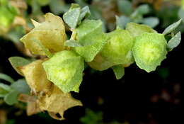 Image de Atriplex lindleyi subsp. inflata (F. Müll.) Paul G. Wilson