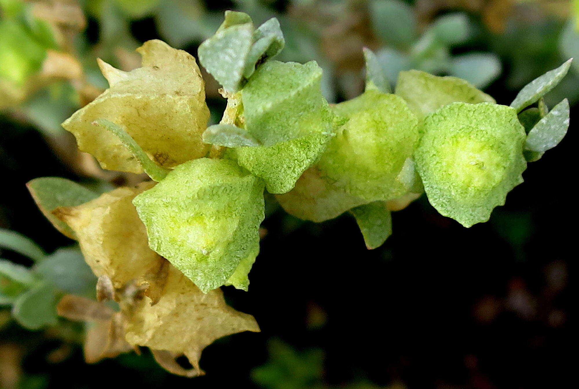 Image de Atriplex lindleyi subsp. inflata (F. Müll.) Paul G. Wilson