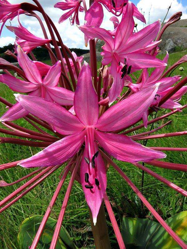 Image of Brunsvigia radulosa Herb.