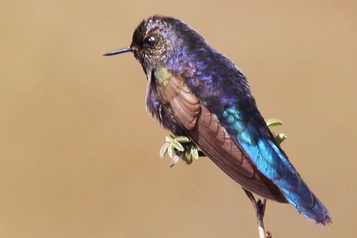 Image of Blue-mantled Thornbill