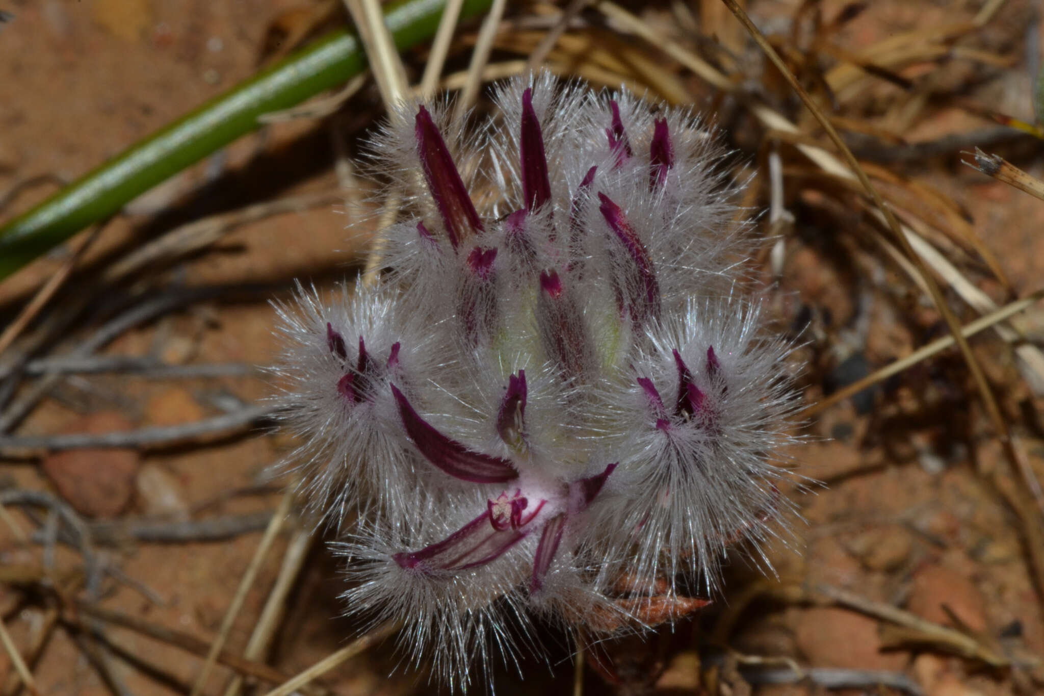 Image of Ptilotus declinatus Nees