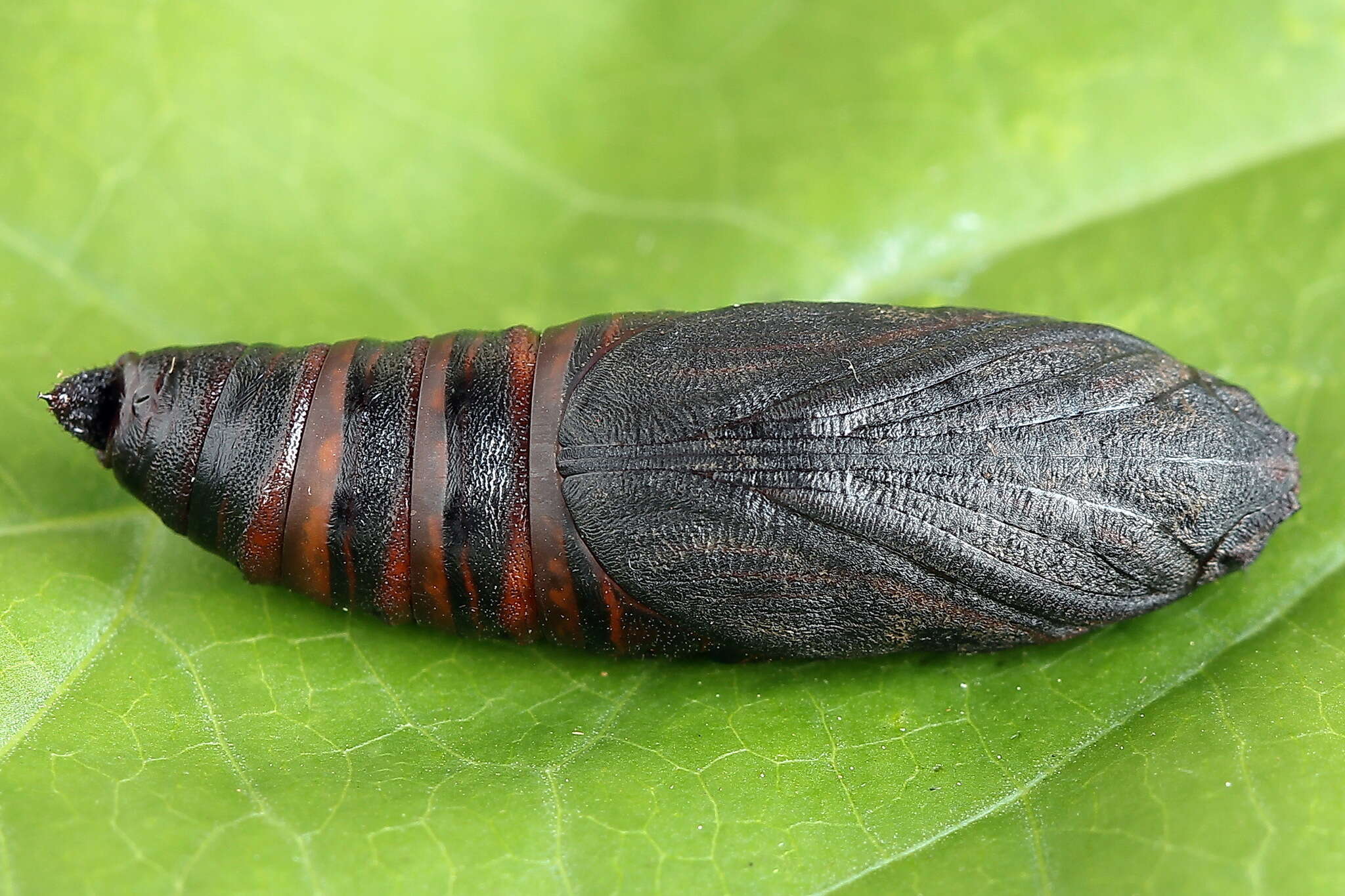 Image of broad-bordered bee hawk-moth