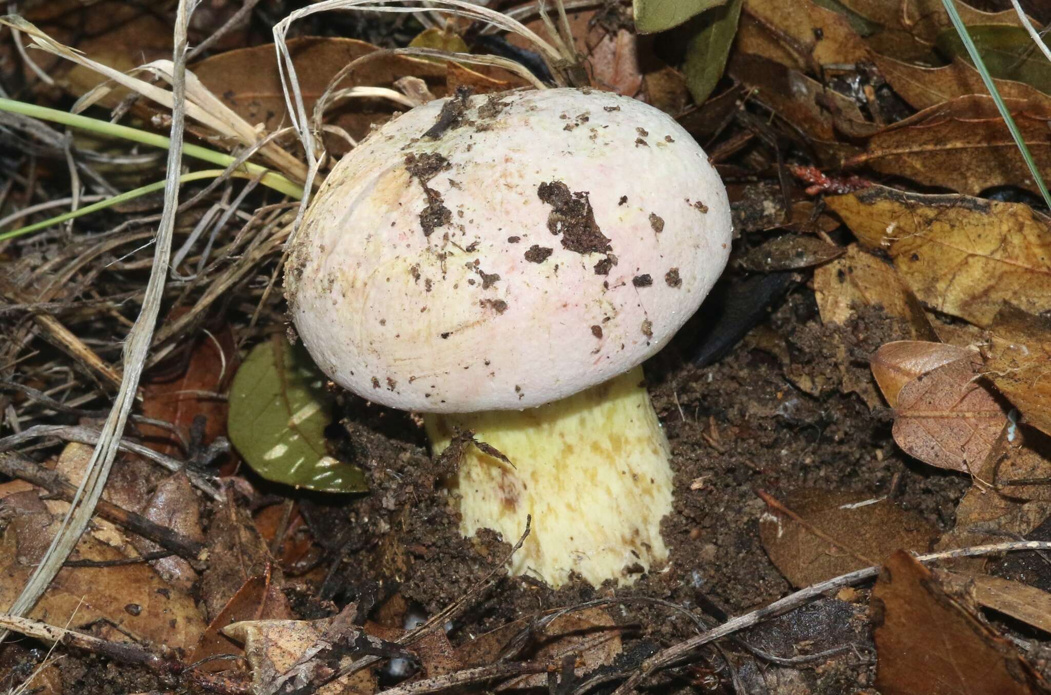 Butyriboletus pulchriceps (Both, Bessette & R. Chapm.) Kuan Zhao & Zhu L. Yang 2015的圖片