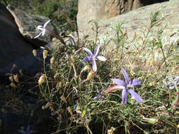 Image of Lithotoma axillaris (Lindl.) E. B. Knox