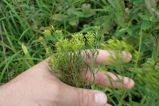 Image de Euthamia graminifolia (L.) Nutt.