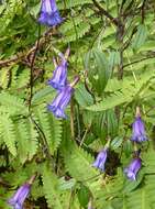 Image de Crawfurdia speciosa Wall.