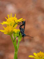 Image of Prionyx globosus (F. Smith 1856)