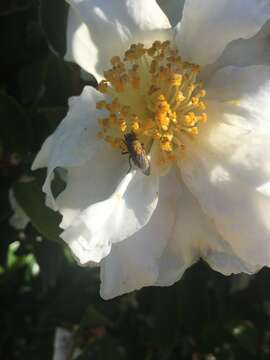 Image of Tufted cluster fly