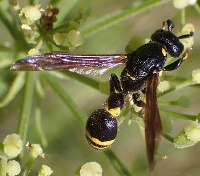 Image of Discoelius dufourii Lepeletier 1841