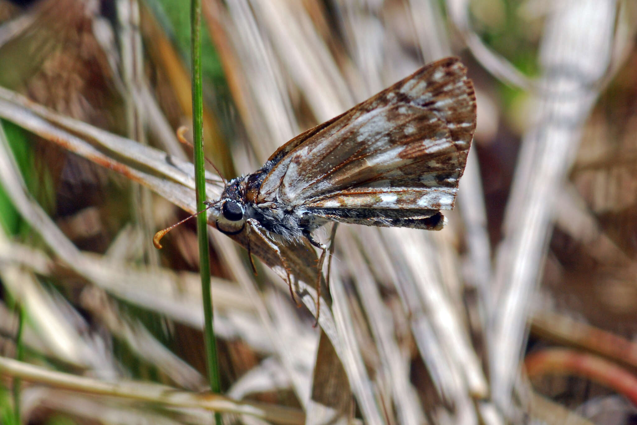 Image of Two-banded Checkered Skipper