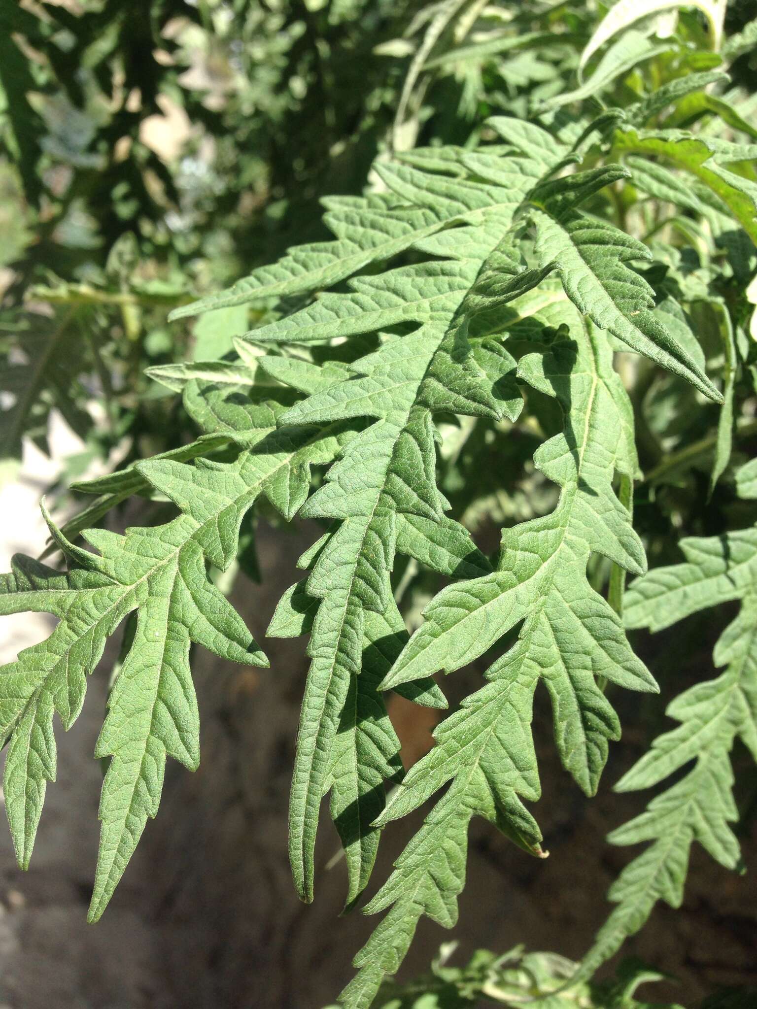 Image of Ambrosia arborescens Mill.