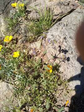 Image of Phacelia caerulea