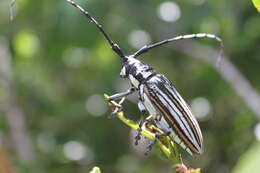 Image of Deliathis incana (Forster 1771)