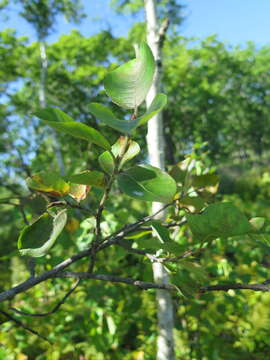 Image of Salix abscondita Lackschew.