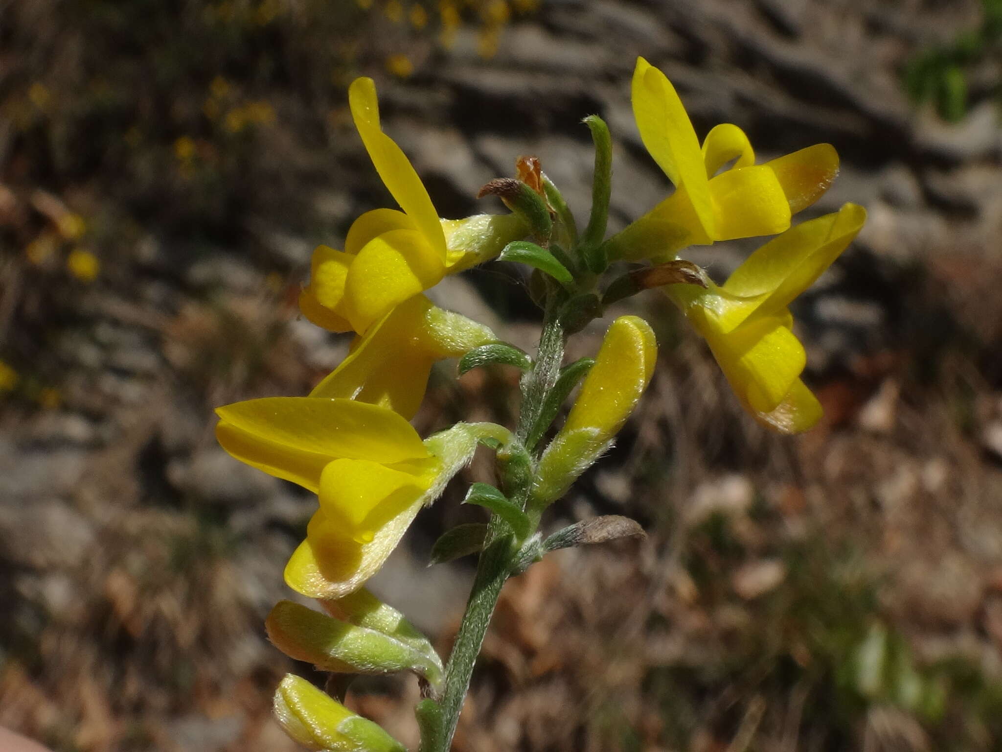 Imagem de Genista pilosa L.