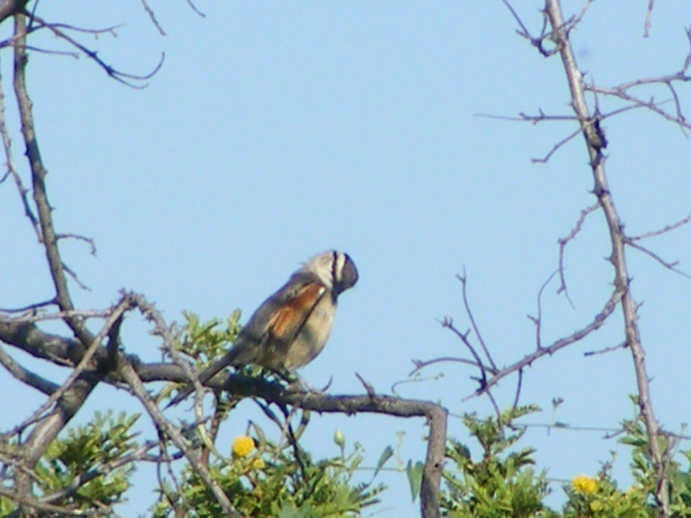 Image of Brown-crowned Tchagra