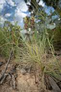 Image of Brindabella midge orchid