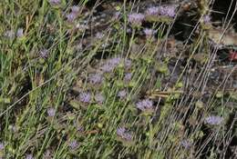 Image of Willowy Mountainbalm