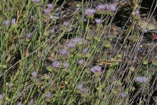 Image of Willowy Mountainbalm