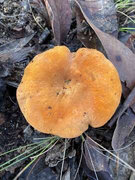 Image of Lactifluus flocktonae (Cleland & Cheel) T. Lebel 2016