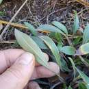 Plancia ëd Myosotis brockiei L. B. Moore & M. J. A. Simpson