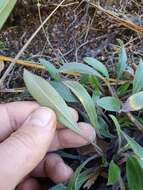 Image de Myosotis brockiei L. B. Moore & M. J. A. Simpson