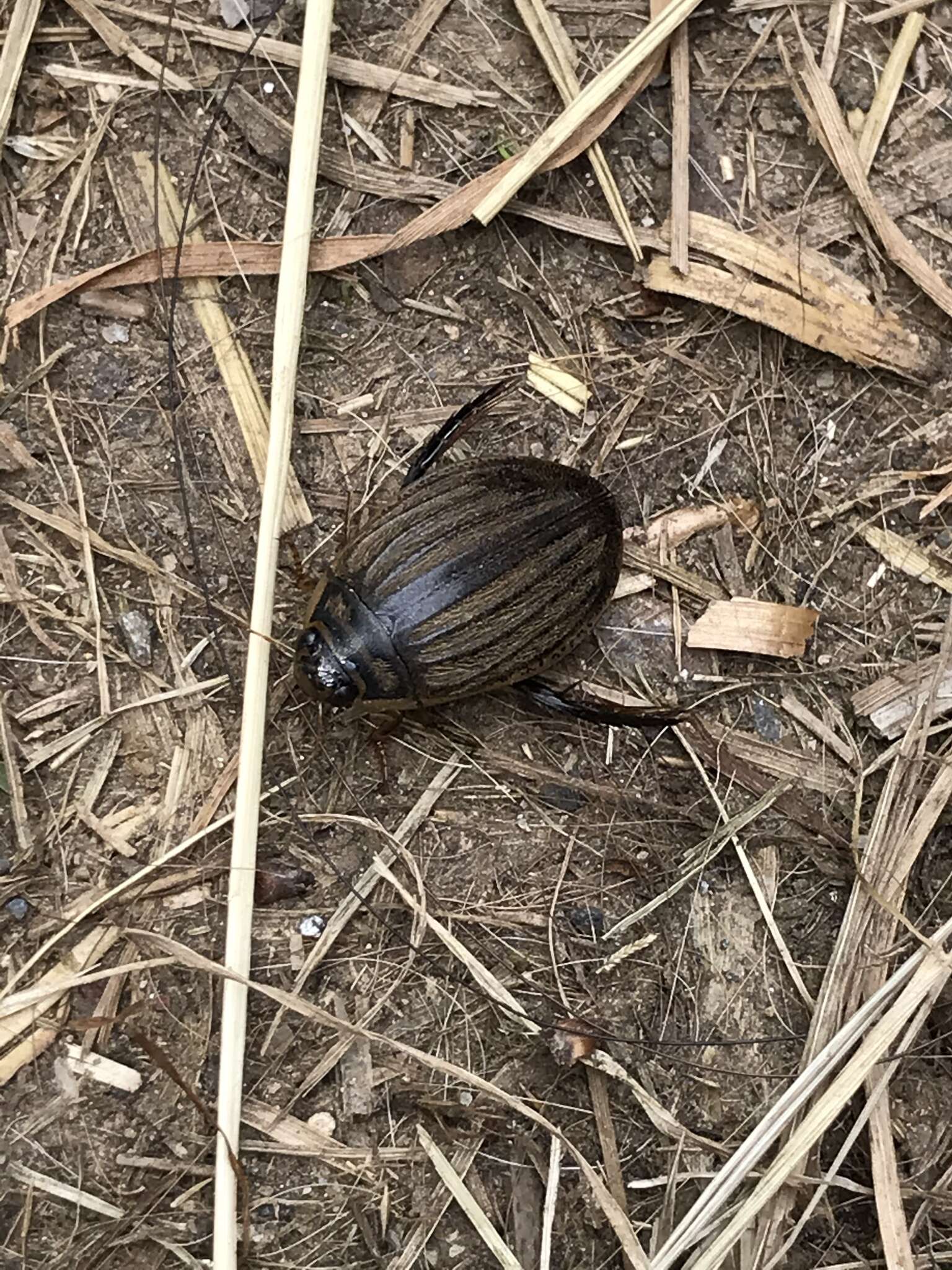 Image of Grooved Diving Beetle