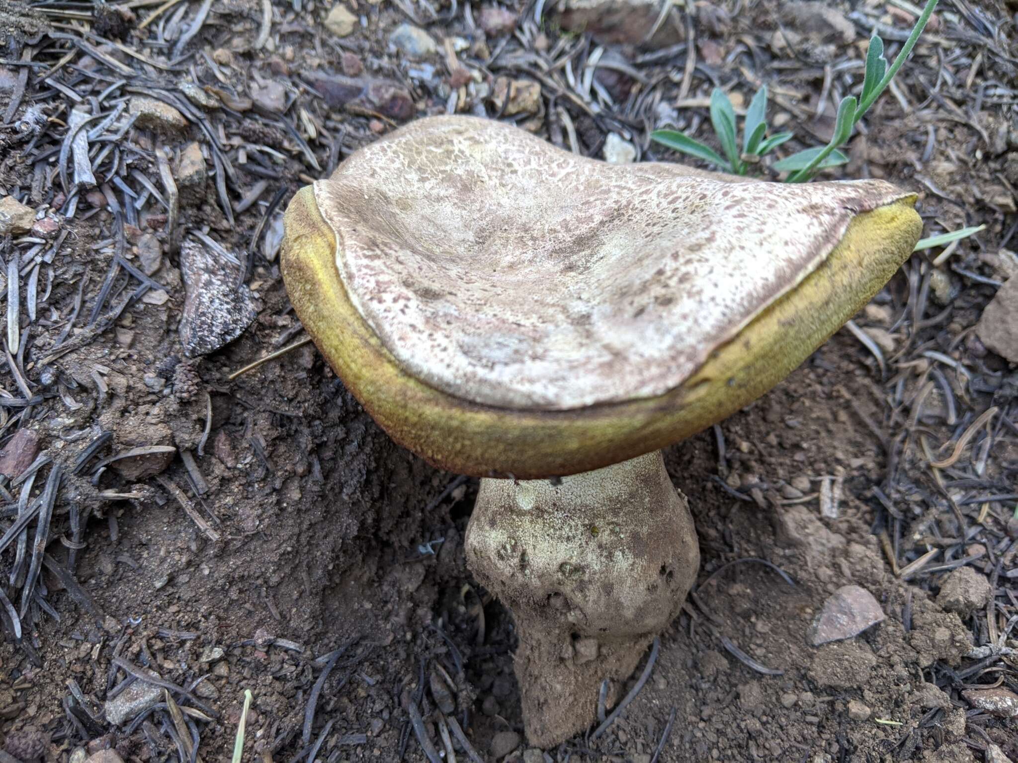 Image of Butyriboletus abieticola (Thiers) D. Arora & J. L. Frank 2014