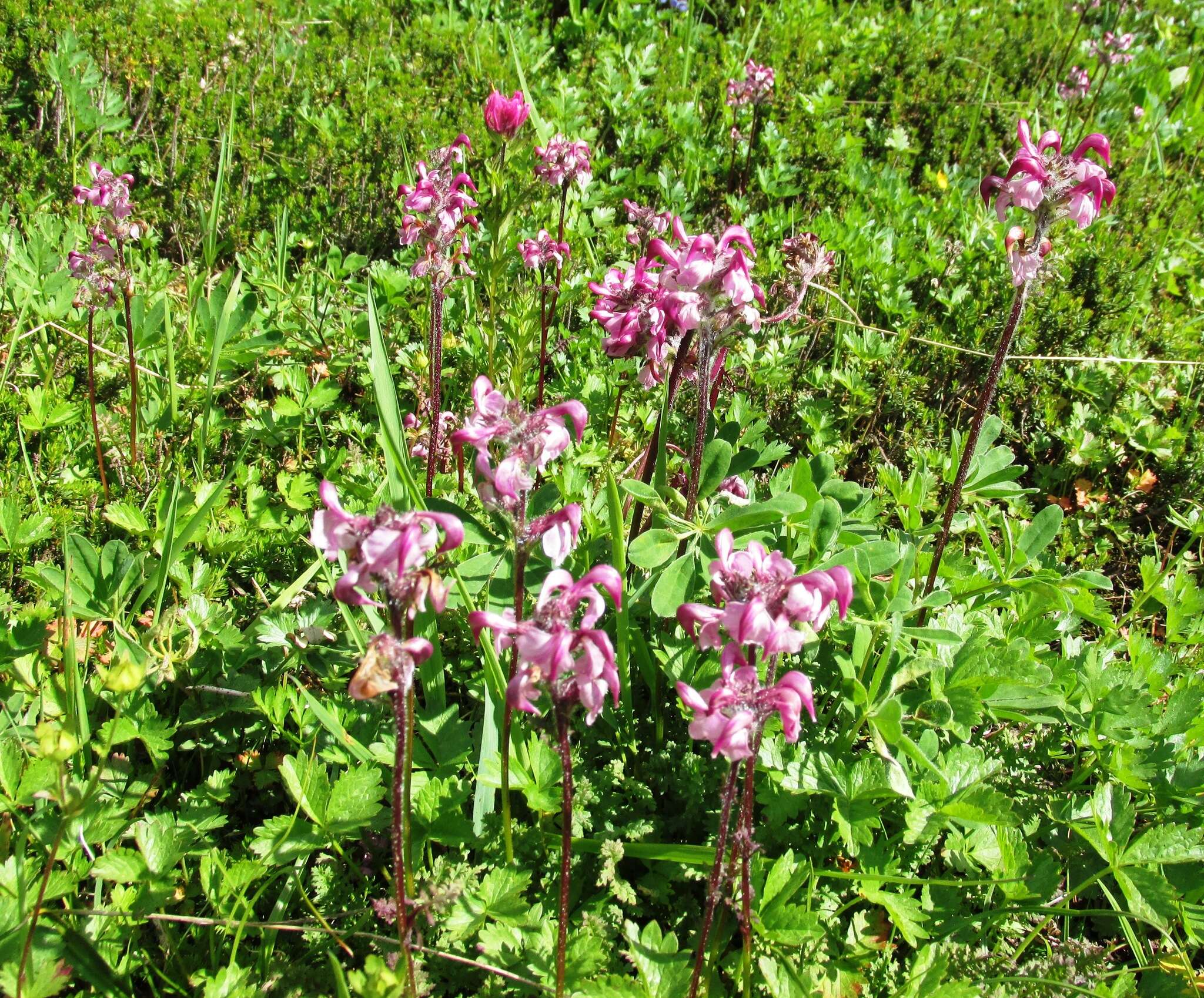 Image of <i>Pedicularis ornithorhynchos</i> Bentham