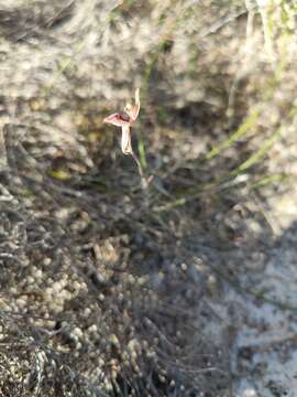 Caladenia cairnsiana F. Muell. resmi