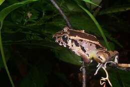 Image of Hole-in-the-head Frog