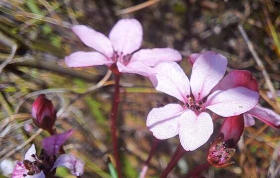 Image of Adenandra marginata subsp. marginata