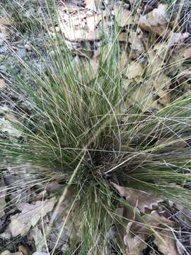 Image of serrated tussock