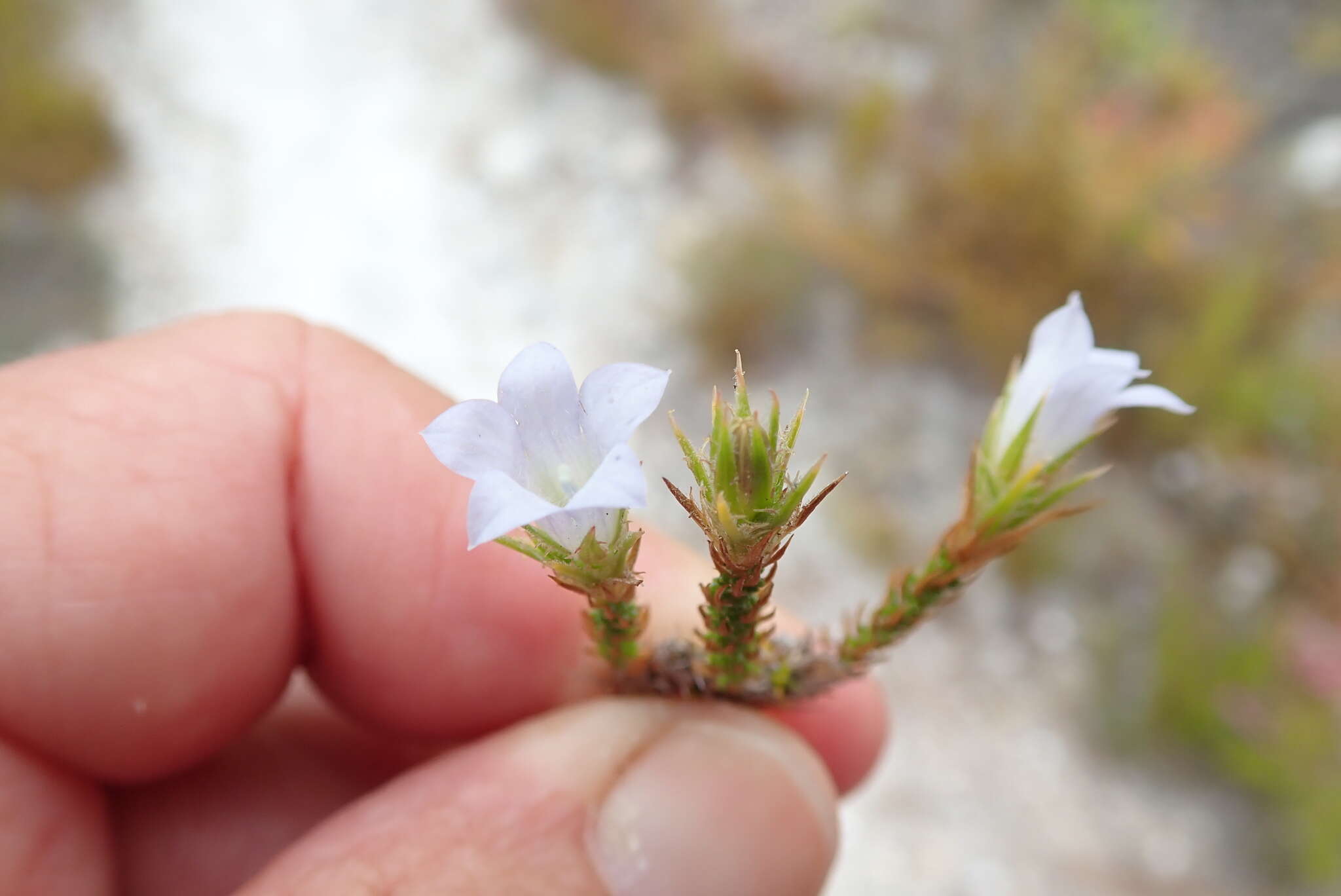 Image of Roella dregeana var. dregeana