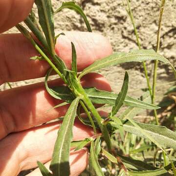 Image de Oenothera hexandra (Sesse & Moc. ex Ortega) W. L. Wagner & Hoch