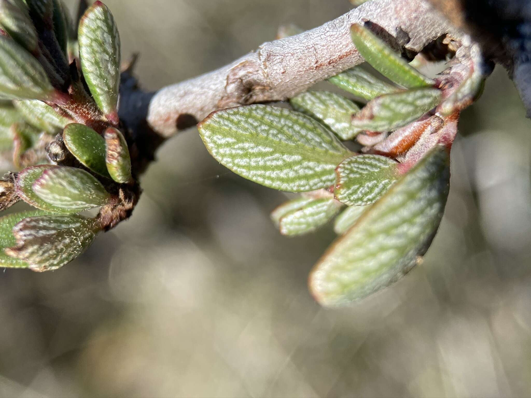 Image of Pine Hill buckbrush