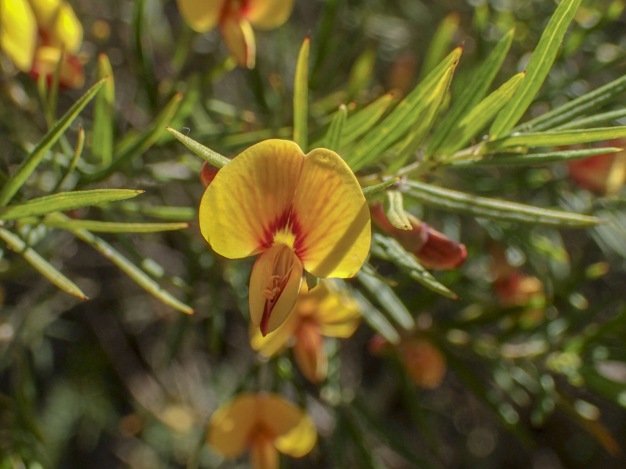 Plancia ëd Bossiaea rosmarinifolia Lindl.