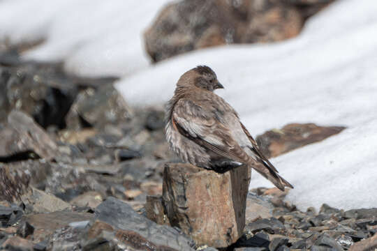 Image of Black-headed Mountain-Finch