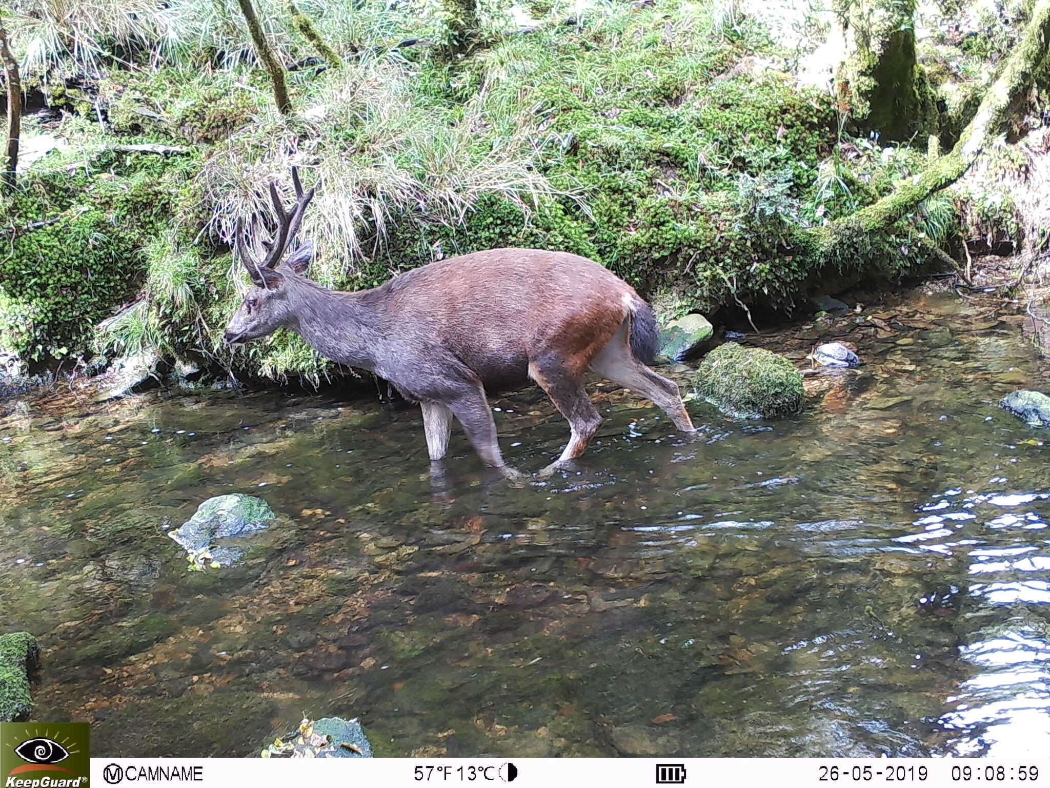 Image of Formosan sambar deer