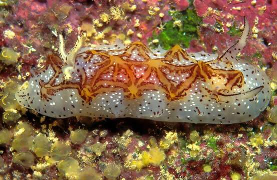 Image of Orange edged ridged black slug