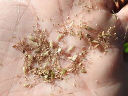 Image of woodrush flatsedge