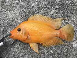 Image of Midas cichlid