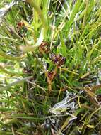 Image of Juncus scheuchzerioides Gaudich.