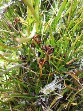 Image of Juncus scheuchzerioides Gaudich.